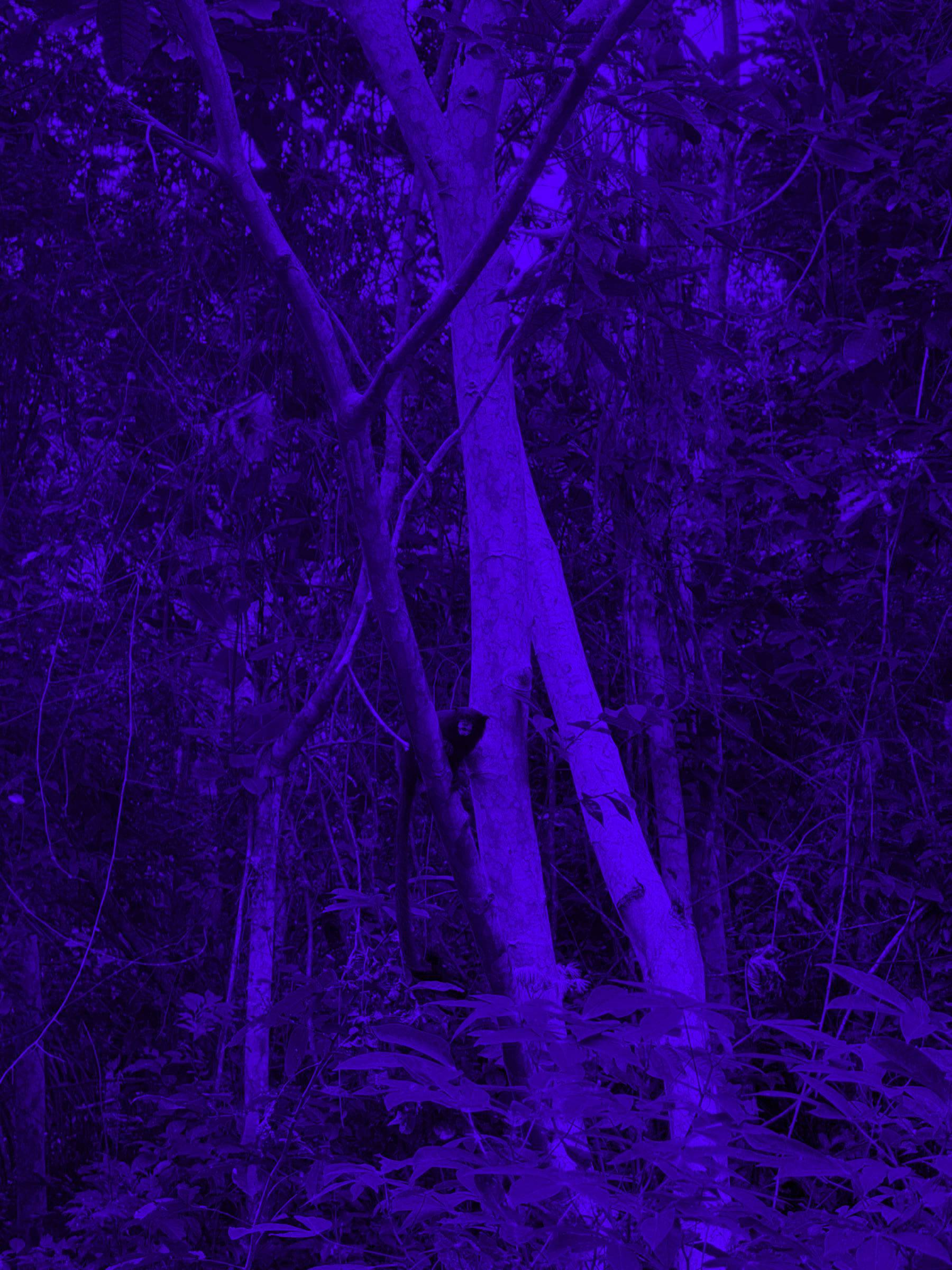 Sounds of the Amazon